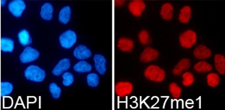 MonoMethyl-Histone H3-K27 antibody