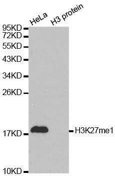 MonoMethyl-Histone H3-K27 antibody