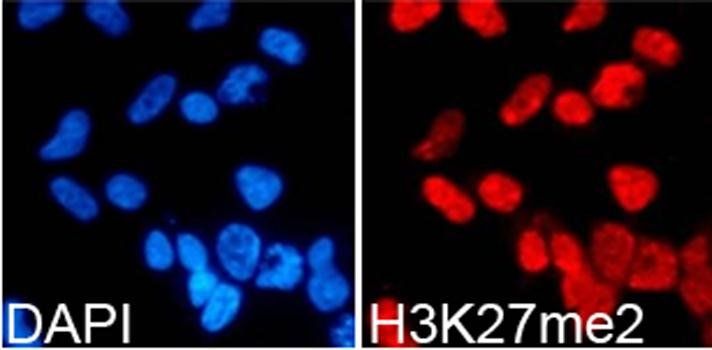 DiMethyl-Histone H3-K27 antibody