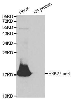 TriMethyl-Histone H3-K27 antibody