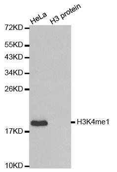 MonoMethyl-Histone H3-K4 antibody