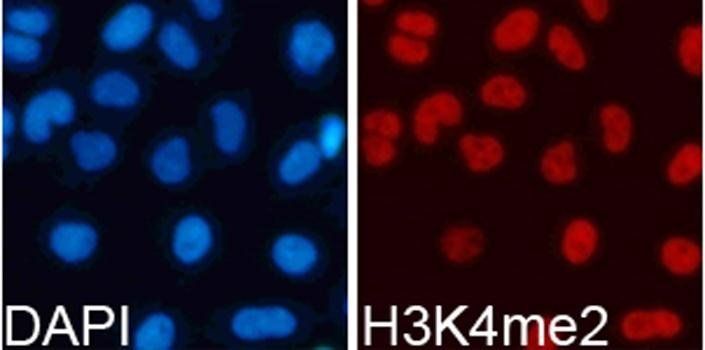 DiMethyl-Histone H3-K4 antibody