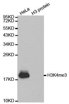 TriMethyl-Histone H3-K4 antibody