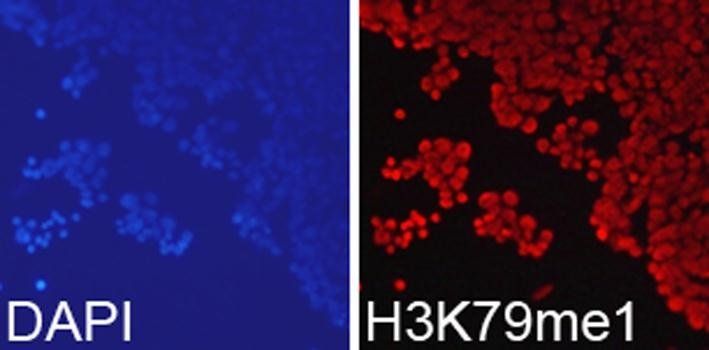 MonoMethyl-Histone H3-K79 antibody