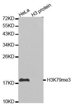 TriMethyl-Histone H3-K79 antibody