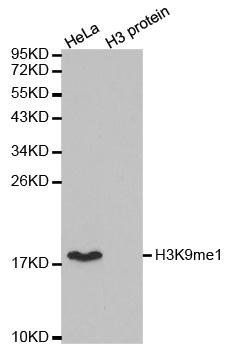 MonoMethyl-Histone H3-K9 antibody