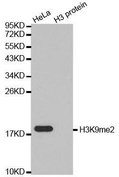 DiMethyl-Histone H3-K9 antibody