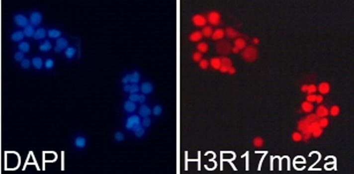 Asymmetric DiMethyl-Histone H3-R17 antibody