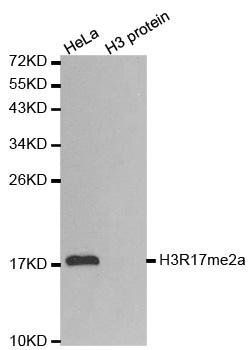 Asymmetric DiMethyl-Histone H3-R17 antibody