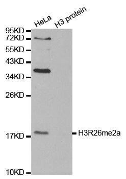 Asymmetric DiMethyl-Histone H3-R26 antibody