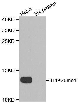 MonoMethyl-Histone H4-K20 antibody