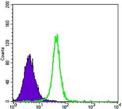 HK2 Antibody