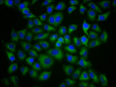 HLA-G Antibody