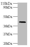 HLA-G Antibody