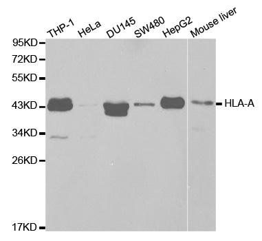 HLA-A antibody