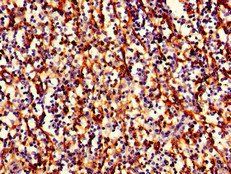 HLA-B Antibody, Biotin conjugated