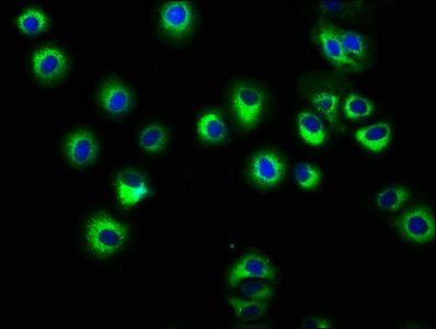 HLA-C Antibody