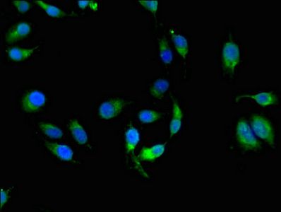 HLA-C Antibody