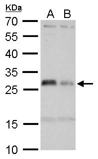 HLA-DMA antibody