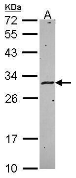 HLA-DMA antibody