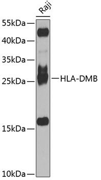 HLA-DMB antibody