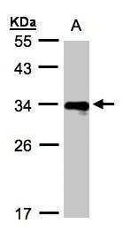 DIAPH1 antibody [N1N2], N-term