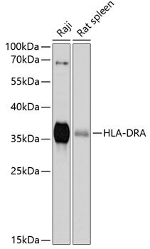 HLA-DRA antibody