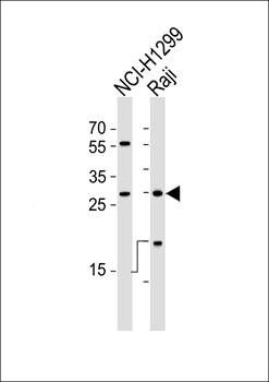HLA-DRB1 antibody