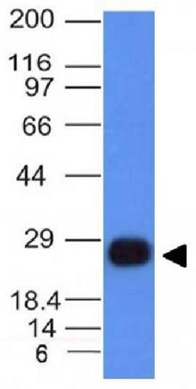 HLA-DRB (MHC II) Antibody