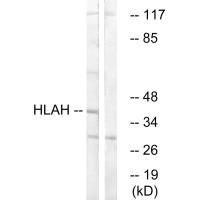 HLA-H Antibody