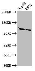 HLTF Antibody