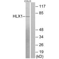 HLX antibody