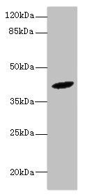 HM13 Antibody