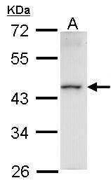 HMBOX1 antibody