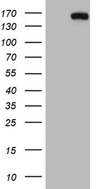HMG20A Antibody