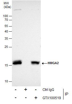 HMGA2 antibody