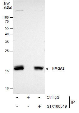 HMGA2 antibody - ChIP grade