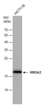 HMGA2 antibody - ChIP grade