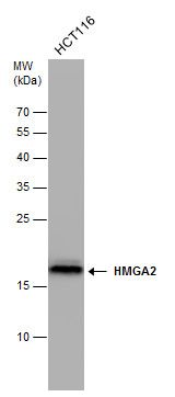 HMGA2 antibody