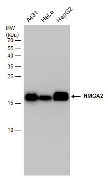 HMGA2 antibody - ChIP grade