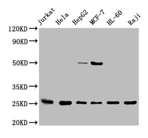 HMGB1 antibody