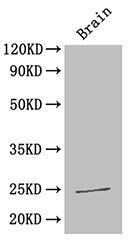 HMGB1 antibody