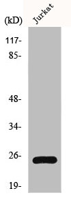 HMGB1 Antibody