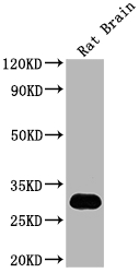Hmgb1 Antibody
