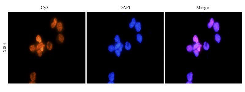 HMGB1 antibody