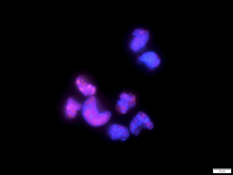 HMGB1 antibody