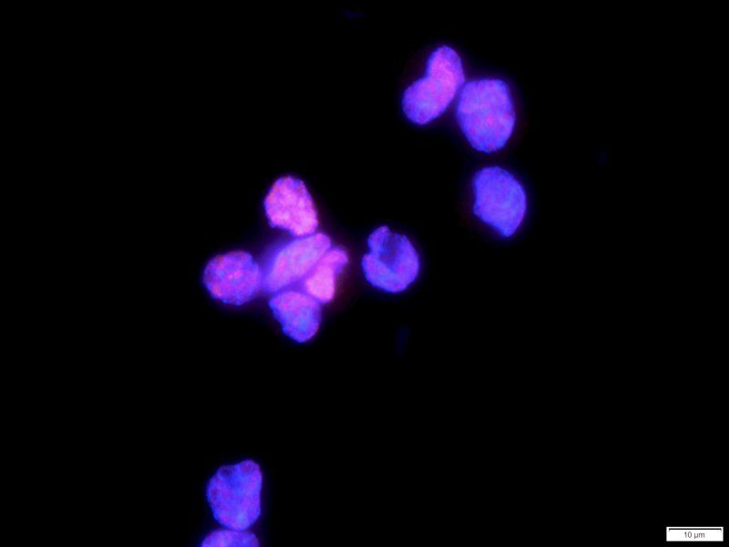 HMGB1 antibody