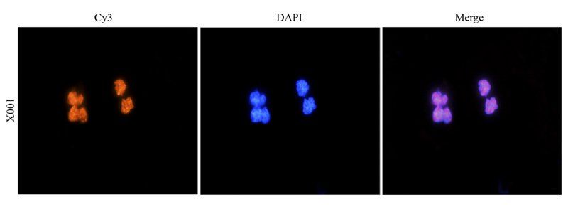 HMGB1 antibody