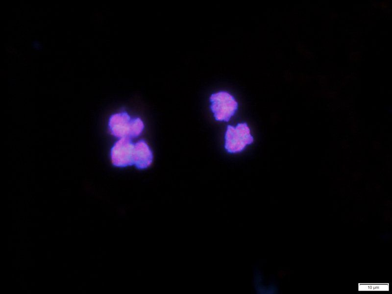 HMGB1 antibody