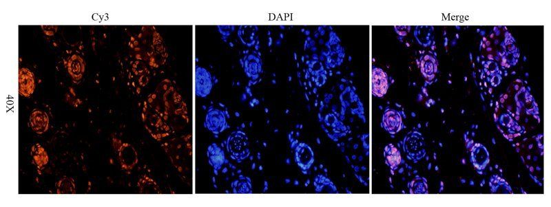 HMGB1 antibody